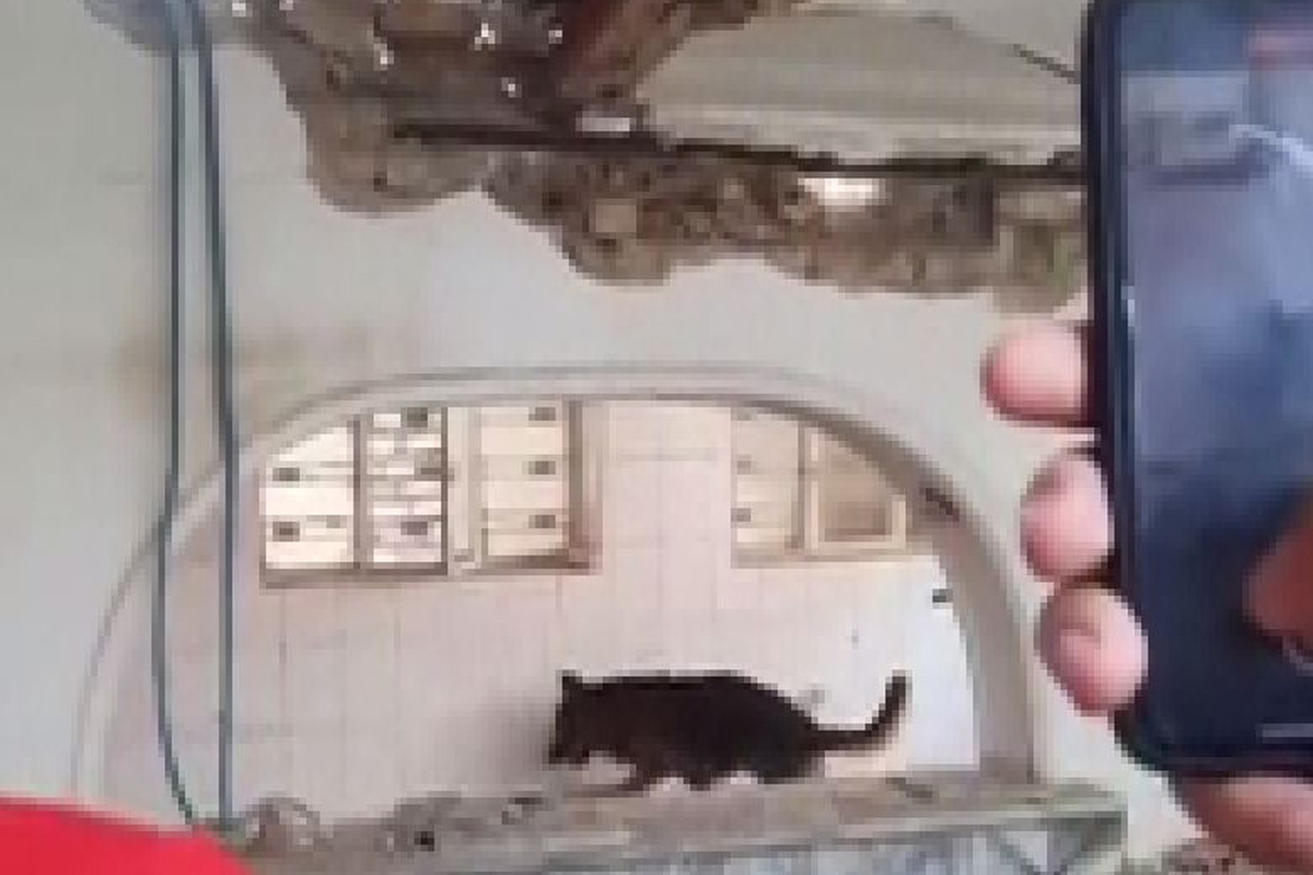 منیری، مدیرعامل جمعیت هلال‌احمر خراسان رضوی گفت: ساعت ۱۱:۴۰ امروز به دنبال اعلام به جمعیت هلال احمر شهرستان چناران مبنی بر سقوط آوار در خیابان ۲۲ بهمن، یک تیم عملیاتی به محل حادثه اعزام شد. دو فرد گرفتار در این حادثه از زیر آوار خارج شد که یک نفر جان خود را از دست داده بود و مصدوم حادثه به بیمارستان منتقل شد.