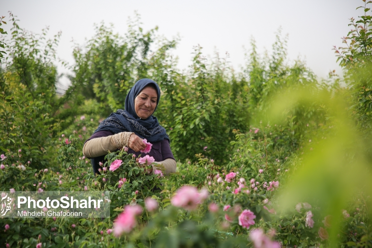 کارشناس‌مسئول گیاهان دارویی سازمان جهاد کشاورزی خراسان‌رضوی گفت: امسال ۳۱۰۰ تن گل‌محمدی‌‌ تر در استان برداشت شده است.