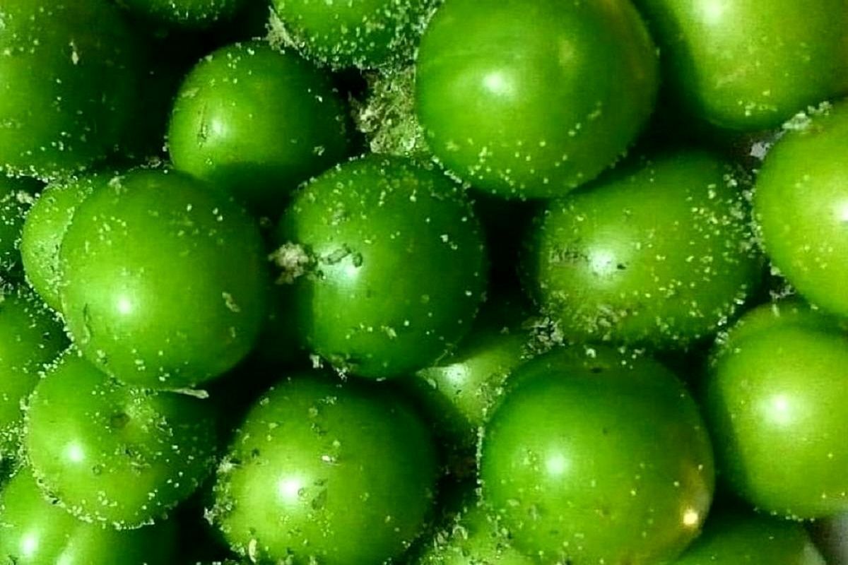 گوجه سبز غنی از ویتامین ب است و در مناطق مختلف آب‌وهوایی رشد می‌کند.