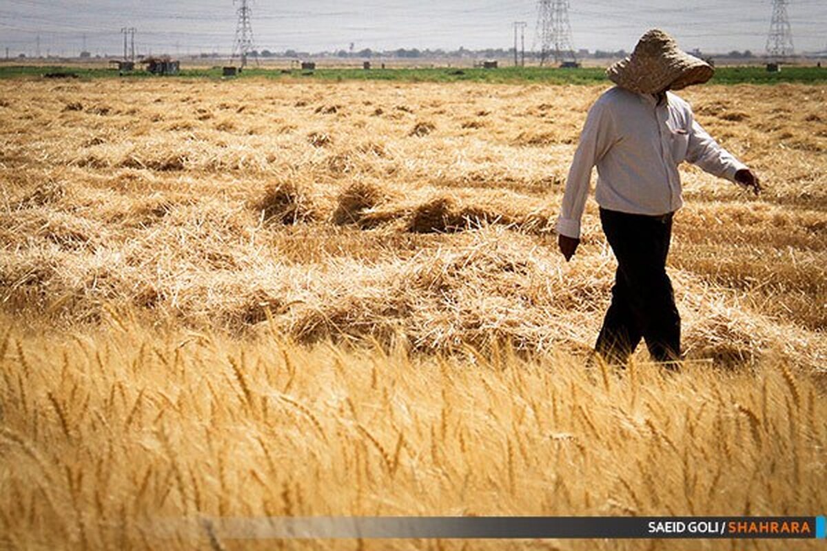 معاون بهبود تولیدات گیاهی سازمان جهاد کشاورزی خراسان‌رضوی گفت: میزان خرید تضمینی گندم مازاد‌برنیاز کشاورزان استان تا امروز، به ۳۲۵ هزار تُن رسیده است.