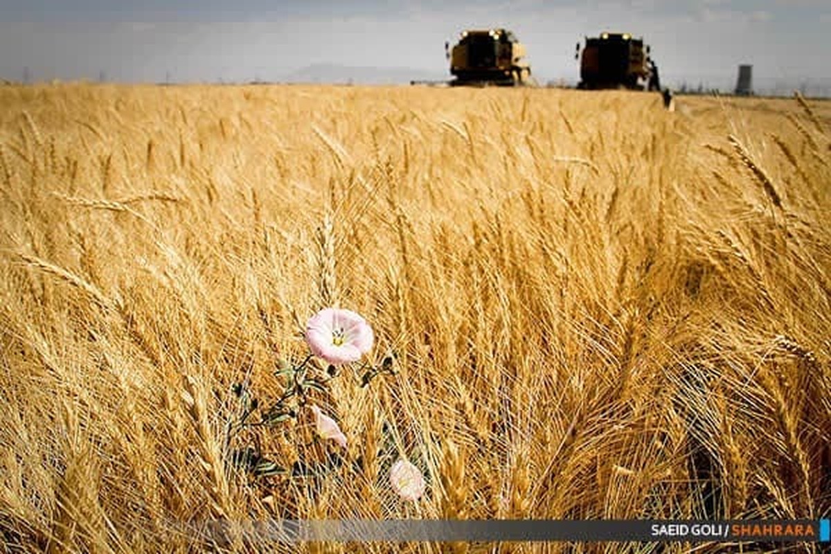 رئیس تولیدات گیاهی جهاد کشاورزی شهرستان مشهد از برداشت این محصول استراتژیک کشت‌شده در ۱۴ هزار هکتار از اراضی کشاورزی شهرستان مشهد خبر داد.