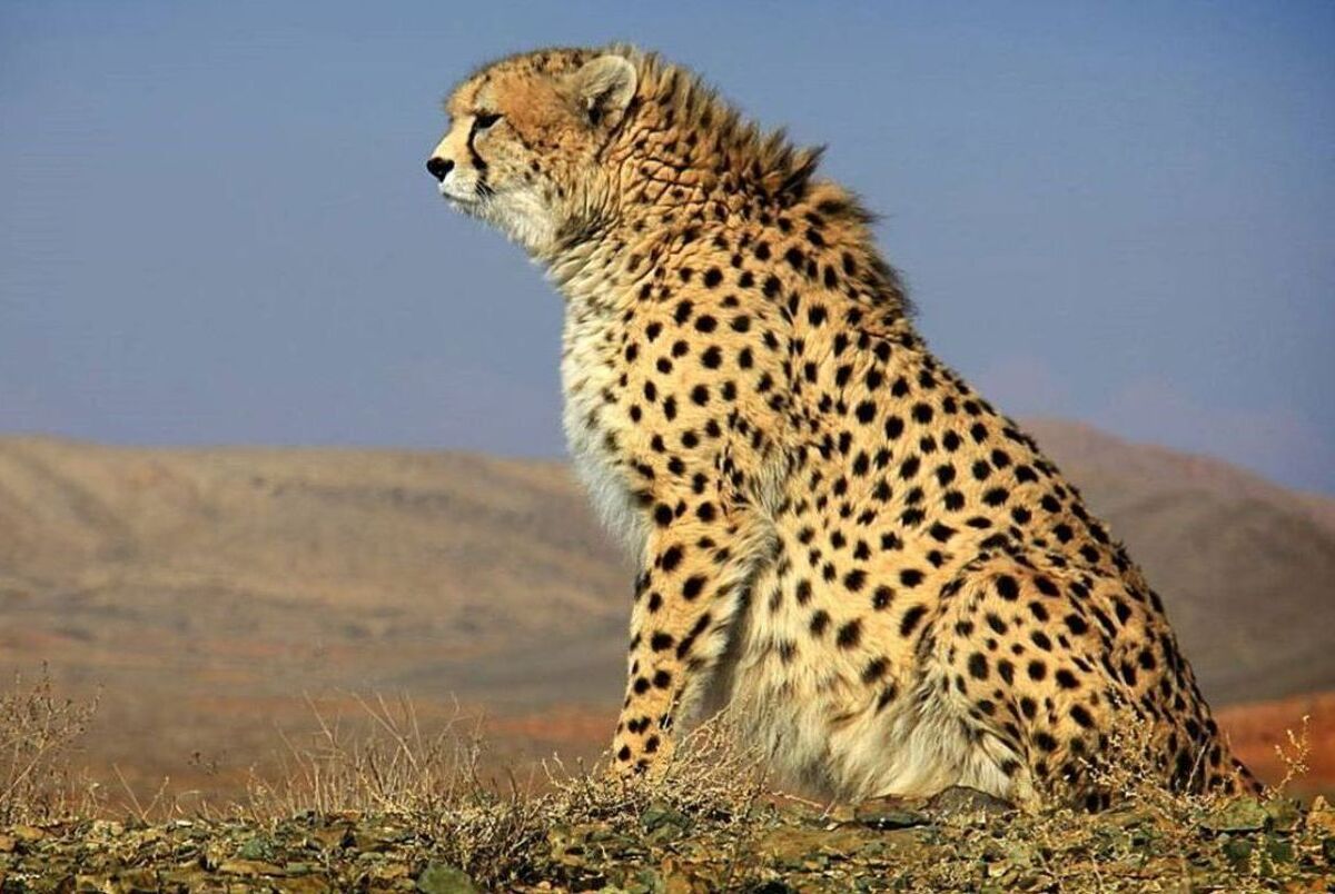 معاون محیط زیست طبیعی و تنوع زیستی سازمان حفاظت محیط زیست گفت: امسال در مجموع، ۵۰ میلیارد تومان در اختیار سازمان محیط زیست قرار می‌گیرد یا رأسا فنس‌کشی توسط وزارت راه انجام شود.