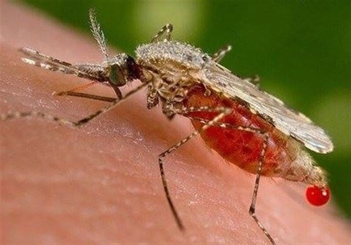 سخنگوی دانشگاه علوم پزشکی اصفهان از تشخیص یک مورد قطعی ابتلا به تب دانگی در استان اصفهان خبر داد.