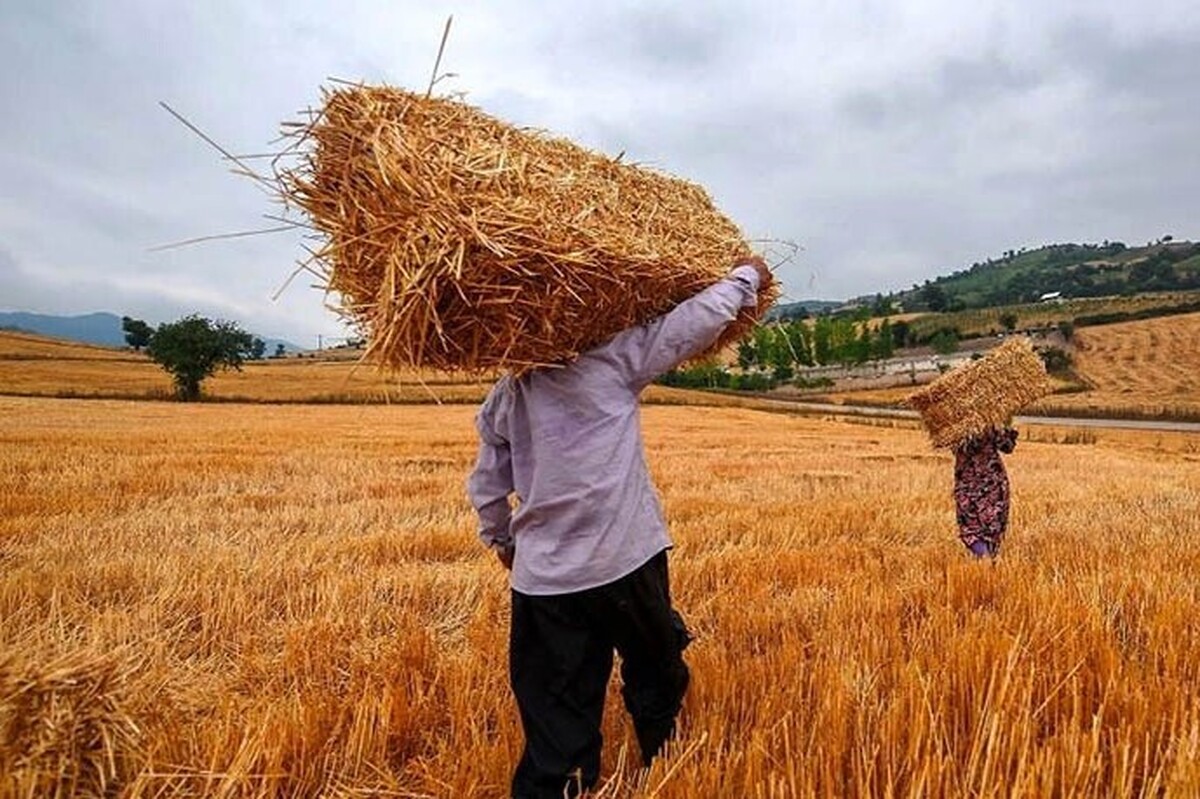 دیوان محاسبات کشوری جدیدترین گزارش در خصوص خرید تضمینی گندم را ارائه کرد.