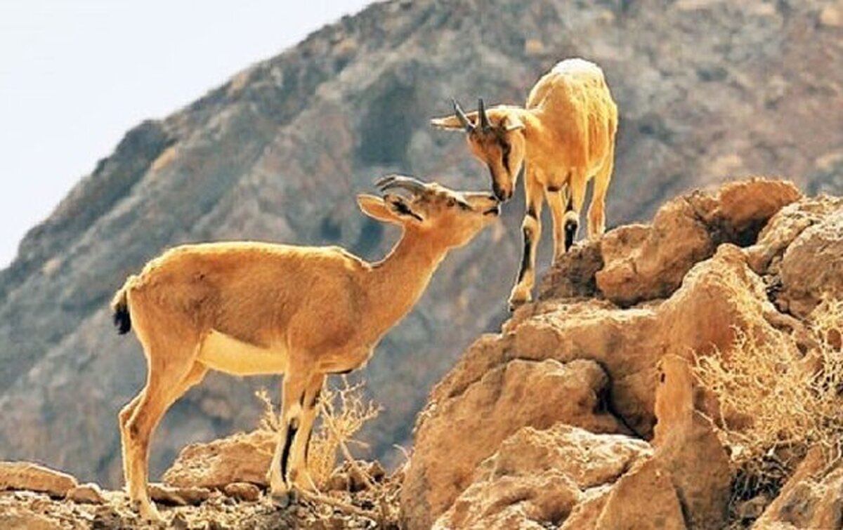 گرمای هوا نه‌فقط زندگی انسان‌ها بلکه حیات‌وحش را هم تحت تأثیر قرار می‌دهد؛ به‌طوری‌که موجب کوچ آن‌ها به ارتفاعات بالاتر از زیستگاه اصلی آن‌ها می‌شود. اما سؤال این است که کوچ آن‌ها تا چه ارتفاعی می‌تواند ادامه داشته باشد و هم اینکه کوهستان‌ها توان پذیرش چه‌تعداد از گونه‌ها را دارند؟