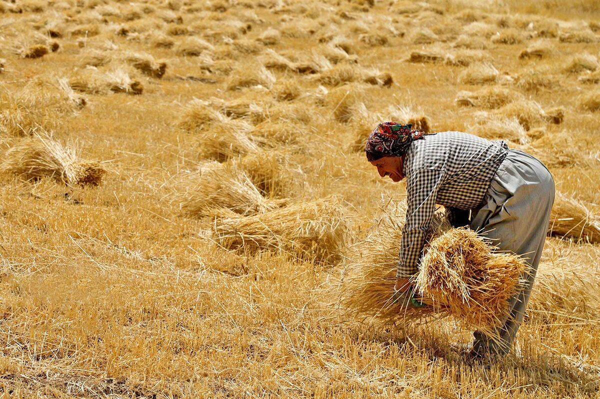 معاون بهبود تولیدات گیاهی سازمان جهاد کشاورزی خراسان‌رضوی گفت: خرید تضمینی گندم مازاد بر نیاز کشاورزان در استان امسال در مقایسه با مدت مشابه پارسال، ۳۸ درصد افزایش دارد.