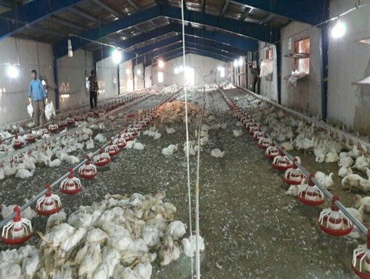 مدیر جهاد کشاورزی کوهسرخ گفت: قطع ناگهانی برق و گرمای شدید هوا سبب تلف شدن بیش از ۱۵۰۰ قطعه مرغ در سن ۵۰ روزگی در یک واحد پرورش مرغ گوشتی این شهرستان شد.