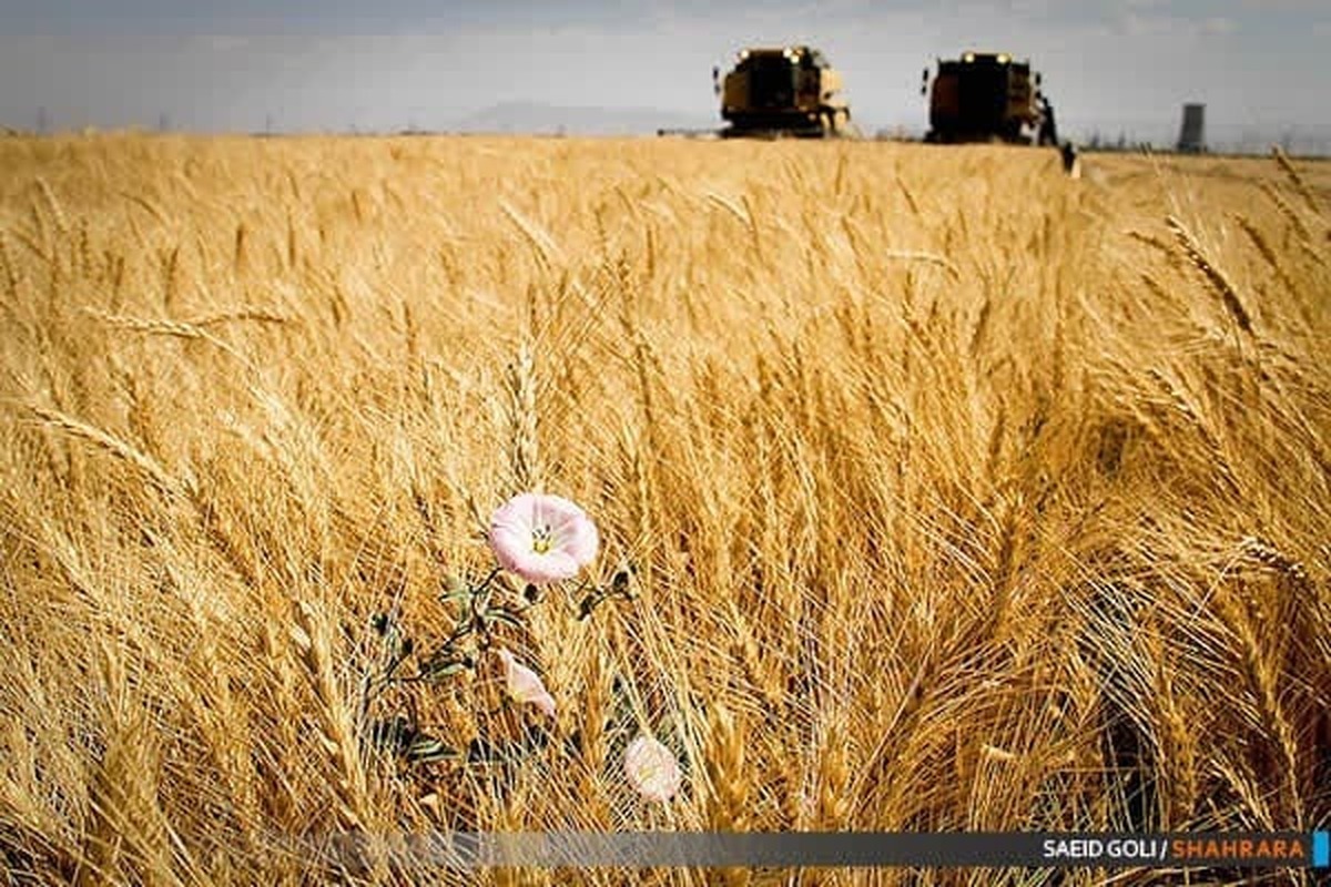 امروز یکشنبه ۱۸ شهریور ماه نرخ خرید تضمینی گندم در شورای قیمت گذاری و اتخاذ سیاست‌های حمایتی محصولات اساسی کشاورزی تصویب شد.
