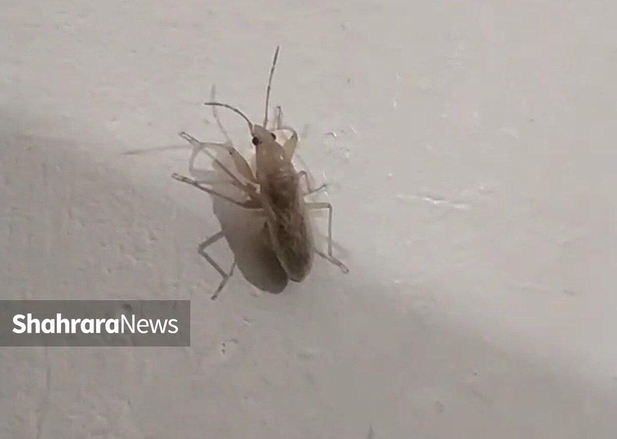 تنها راهکار قطعی حشره سِنَک، سردشدن هواست؛ چراکه حشره سنک در دمای زیر ۱۷ درجه سانتی‌گراد هیچ‌گونه فعالیتی نخواهد داشت.