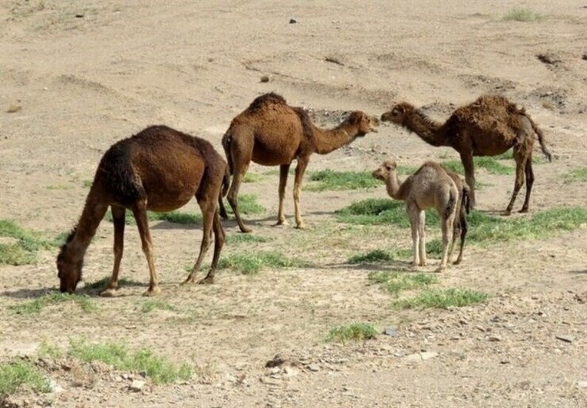 دبیر کمیته تخصصی شتر خراسان‌رضوی گفت: یکی از مسائلی که در گسترش بازار محصولات شتر نقش دارد، فرهنگ‌سازی و آگاهی‌رسانی به مردم است تا به ارزش غذایی فراورده‌های شتر پی ببرند.