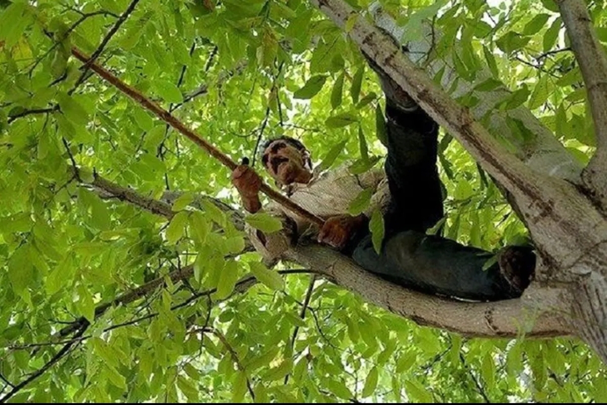 معاون بهبود تولیدات گیاهی خراسان رضوی گفت: افرادی که به شکل سنتی و بدون استفاده از تجهیزات محافظتی به گردو چینی اقدام می‌کنند، امکان دارد دچار سقوط از درخت گردو شوند.