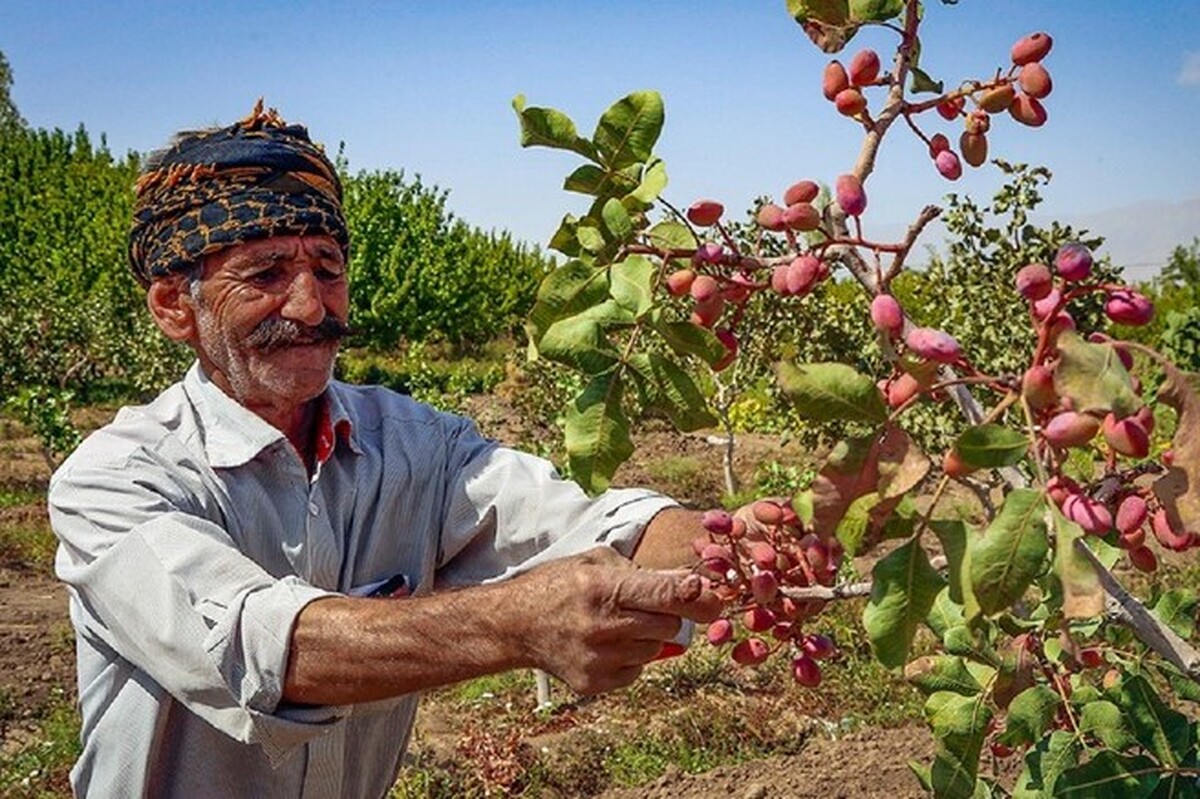 مدیر جهاد کشاورزی نیشابور از برداشت محصول پسته از سطح ۴ هزار و ۲۱۰ هکتار از باغات شهرستان نیشابور خبر داد.