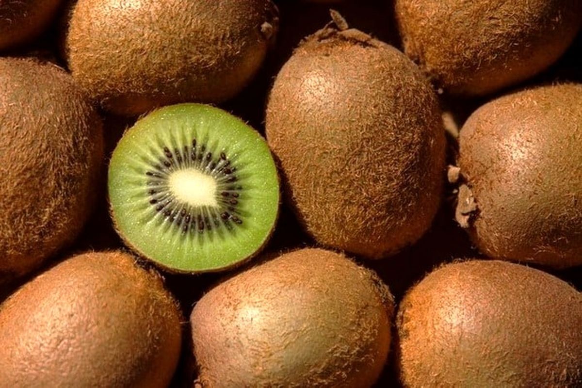 اتحادیه بارفروشان مشهد قیمت عمده انواع میوه و صیفی جات در میادین تره بار مشهد را اعلام کرد.