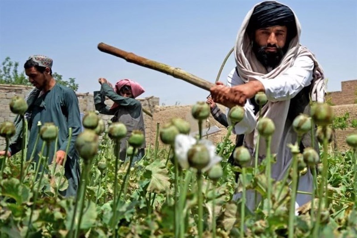 سخنگوی وزارت کشور طالبان گفت: گزارش سازمان ملل درباره افزایش ۱۹ درصدی کشت خشخاش در افغانستان کذب است.