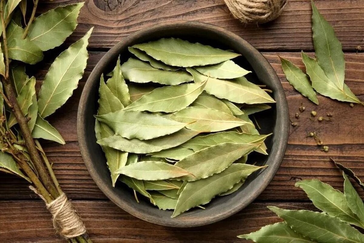 برگ بو اصالتا مدیترانه‌ای است و در حالی معمولا به عنوان ادویه غذا‌های مختلف مورد استفاده بانوان قرار می‌گیرد که می‌توان با استفاده از روش‌هایی ساده یک گلدان از این گیاه را در منزل پرورش داد.