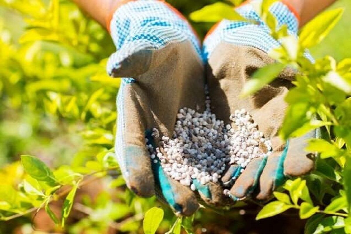 مدیر شرکت خدمات حمایتی کشاورزی خراسان رضوی از تأمین ۳۵۰۰ تن کود دی آمونیوم فسفات برای مزارع کشاورزان استان خراسان رضوی خبر داد.