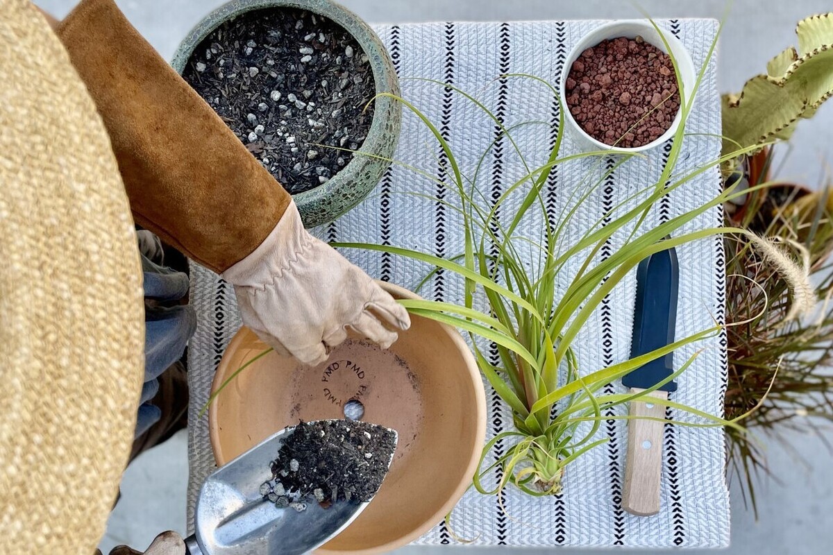 استفاده از تفاله چای برای رشد بهتر گیاهان آپارتمانی مزایای بسیاری دارد، اما کمتر مورد استفاده قرار می‌گیرد.