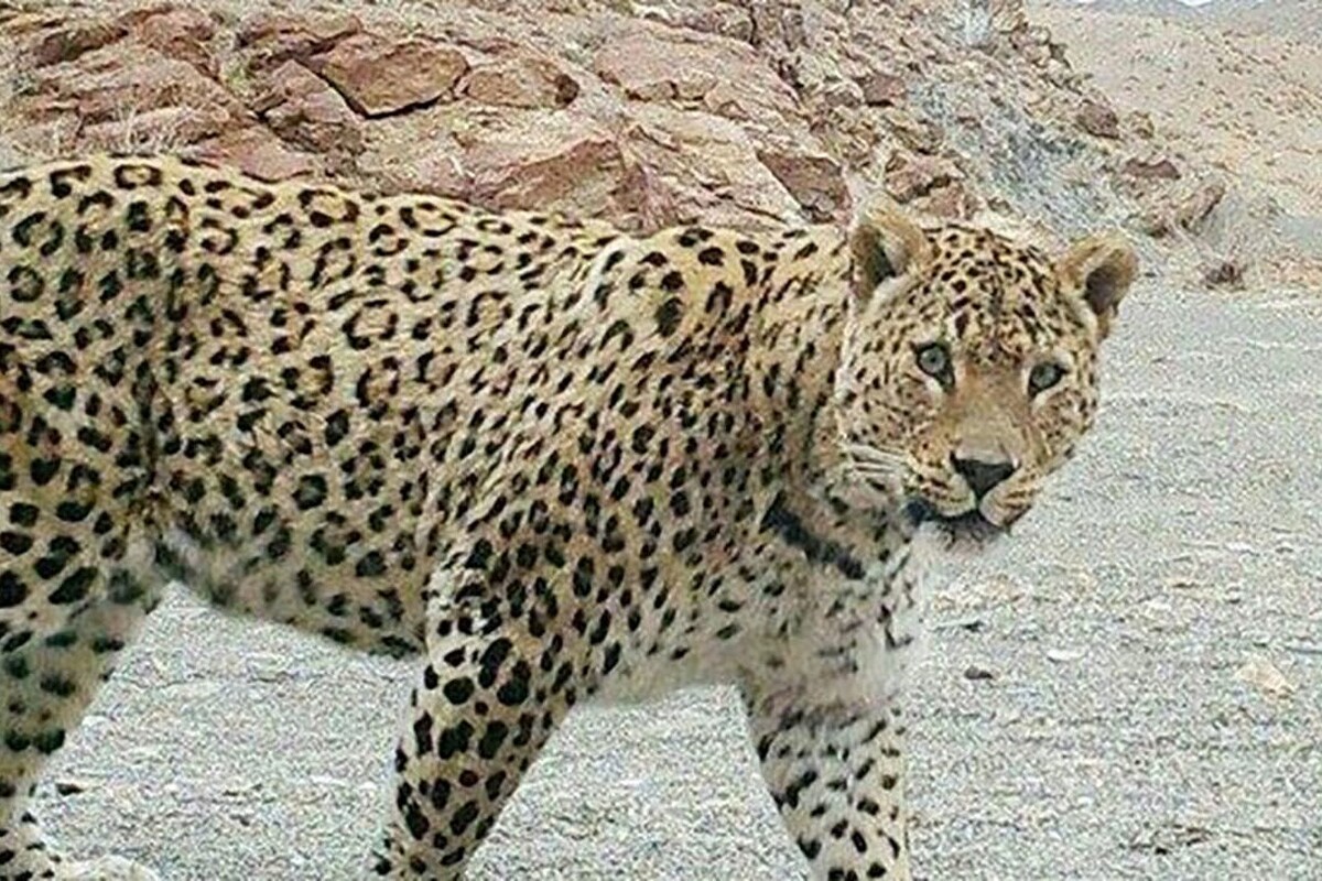 ویدئویی جالب از زندگی روزمره پلنگ‌های کوهی در صخره‌های صعب‌العبور را مشاهده می‌کنید.
