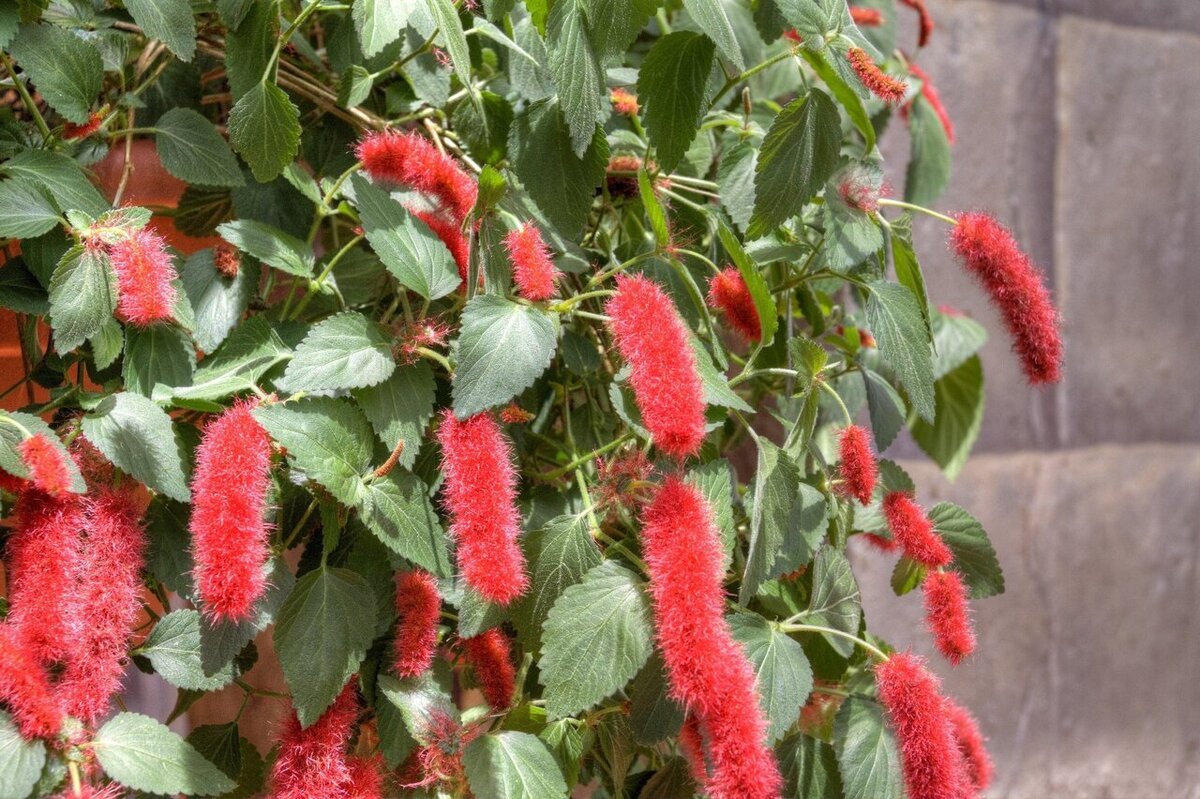 آکالیفا گیاهی استوایی و آویزی است که با توجه به اینکه برای رشد بهتر به محیط گرم و مرطوب نیاز دارد، برای جذاب‌تر شدن دکوراسیون منزل مناسب است.