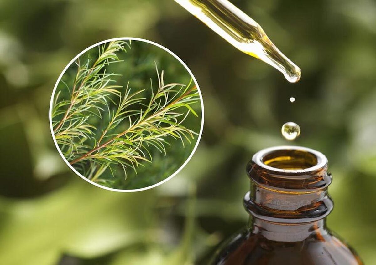 روغن درخت چای حاوی ترکیبات متعددی است که می‌تواند باکتری‌ها، ویروس‌ها و قارچ‌ها را از بین ببرد و یک جایگزین طبیعی ارزان‌قیمت برای درمان‌های پوست و ناخن باشد.