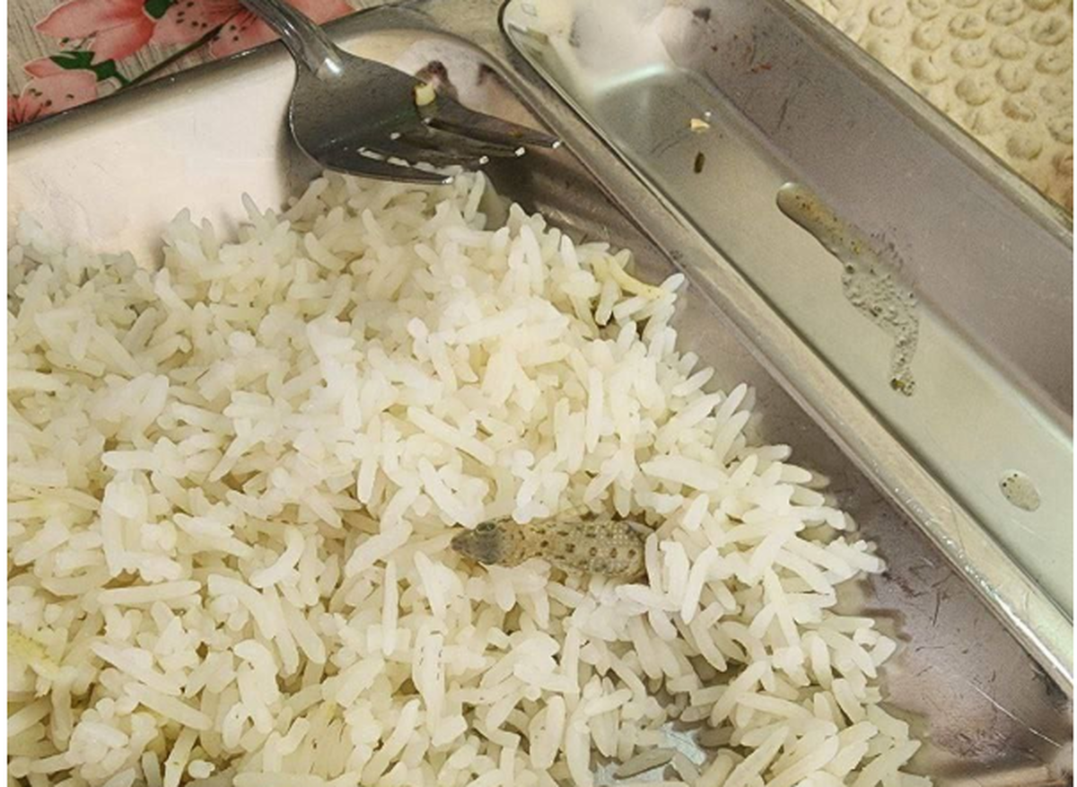 واکنش دانشگاه کاشان به حادثه مارمولک در غذای سلف دانشجویی