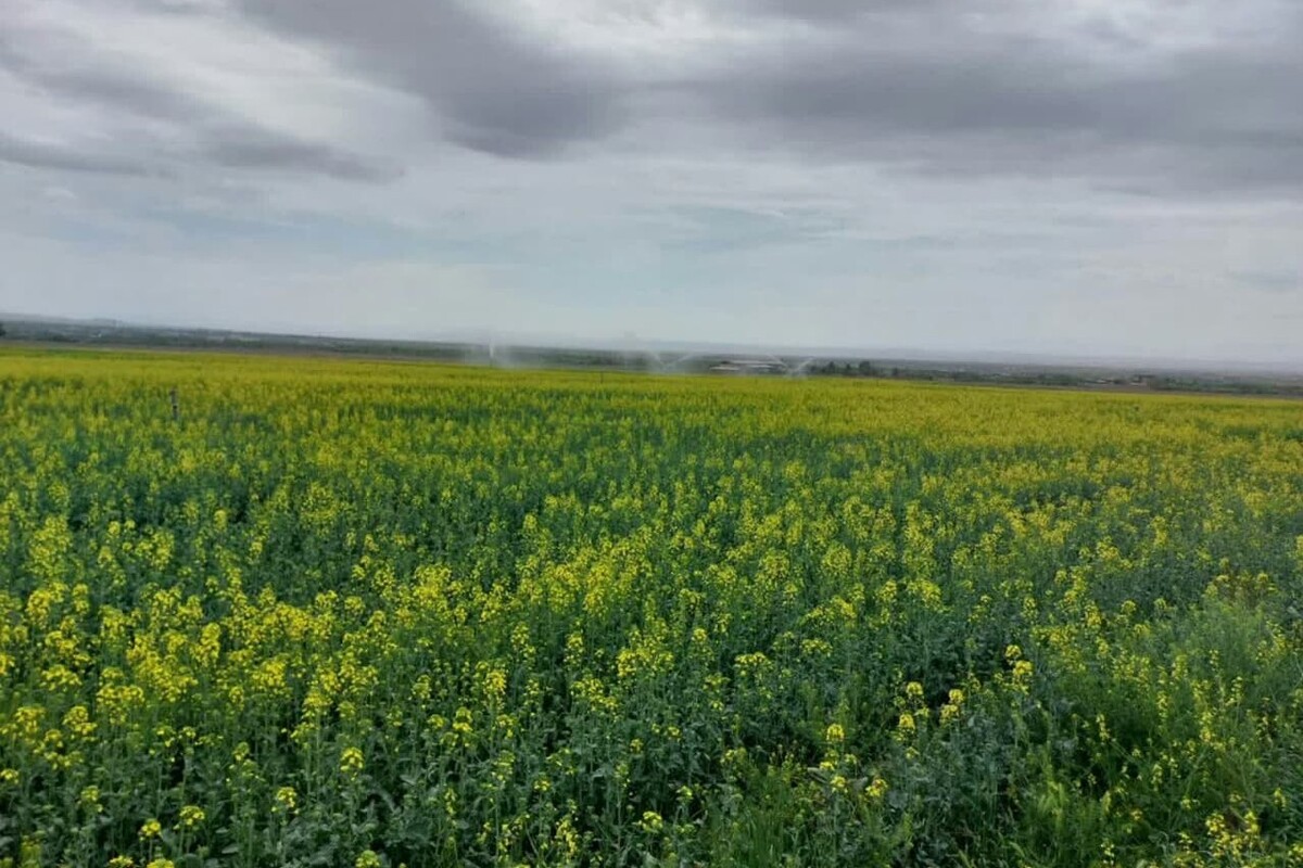 شهروند خبرنگار | نمایی از مرزعه کلزا در نیشابور