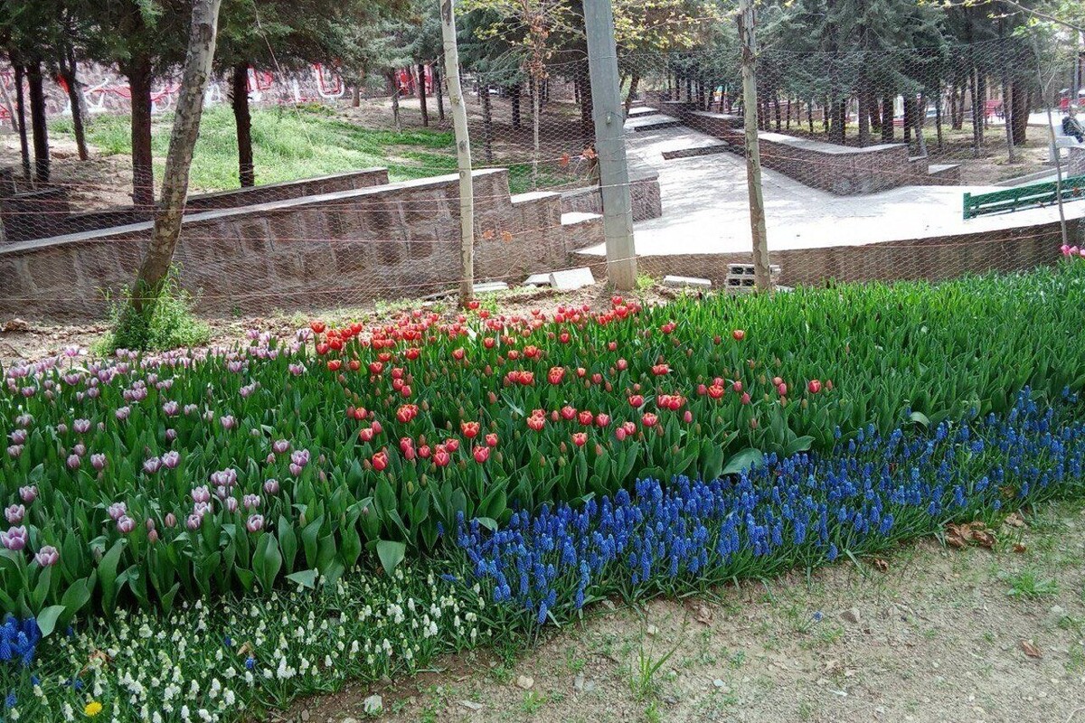 ترویج فرهنگ نذر محیط زیستی با اجرای پویش «لاله برای مادران» در تهران