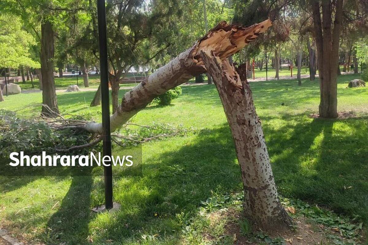 طوفانی با سرعت‌۵۰ کیلومتر بر ساعت مشهد را درنوردید و تعدادی درخت را در پارک ملت شکست. این شما و این نظرات مردم درباره باد.
