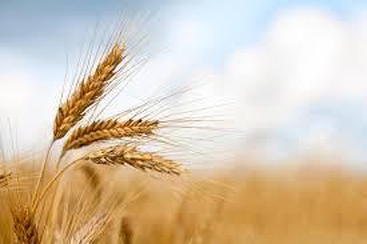 پیش‌بینی خرید تضمینی ۵۳۸ هزار تن گندم در خراسان رضوی طی سال ۱۴۰۴