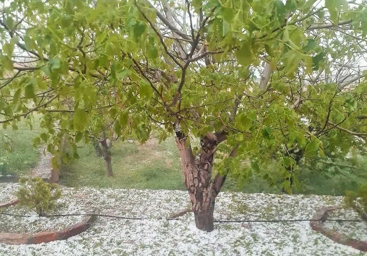 سرپرست فرمانداری فریمان گفت: بارش تگرگ طی دیروز سه شنبه به ۲۵۵ هکتار از باغ‌های گیلاس، گردو و آلبالو در این شهرستان خسارت وارد کرد.