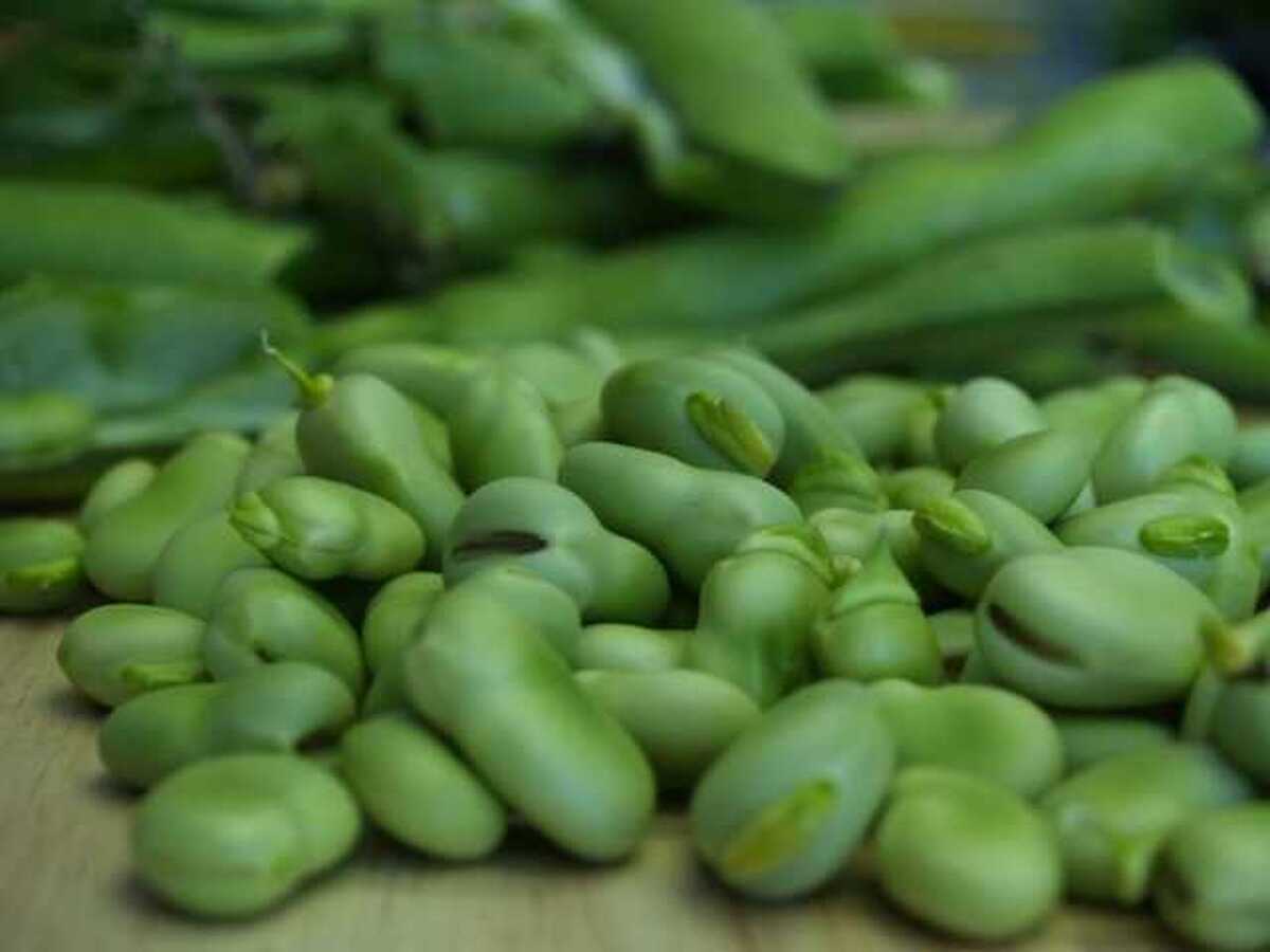 اتحادیه بارفروشان مشهد نرخ عمده‌فروشی انواع میوه و صیفی‌جات در میادین تره‌بار مشهد را اعلام کرد.