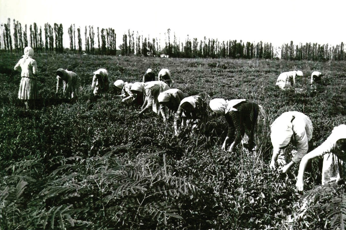 در‌باره کاشف‌السلطنه که کشت چای را در ایران رونق داد و پدر محبوب‌ترین نوشیدنی ماست.