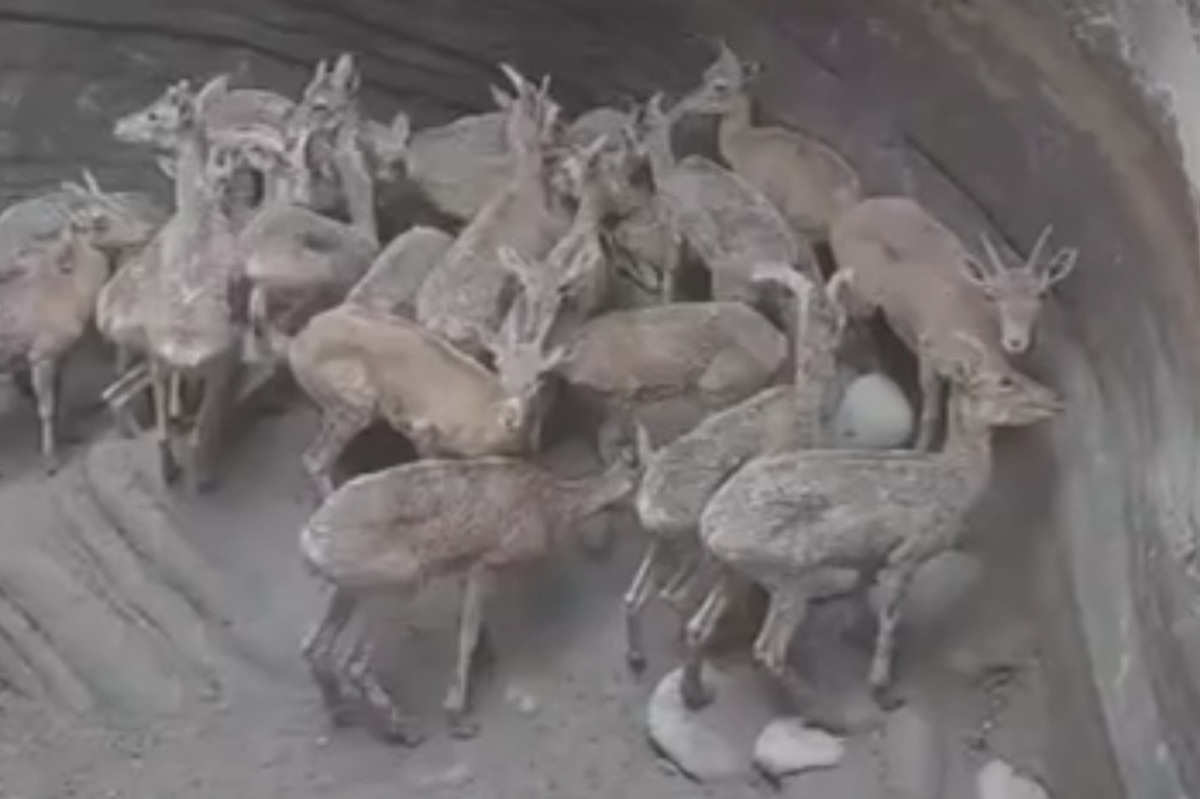 ۲۴ راس کل، بز، قوچ و میش که برای خوردن آب داخل گودالی در روستای صالح آباد بستکِ هرمزگان گرفتار شده بودند، توسط دوستداران حیات وحش نجات یافتند.
