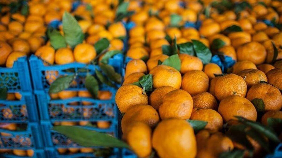 اتحادیه بارفروشان مشهد قیمت نارنگی طرح را با افزایش ۵۰ هزار تومان، کیلویی ۱۰۰ هزار تومان اعلام کرد.