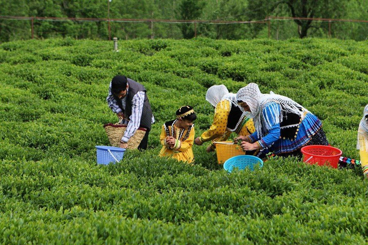 رئیس سازمان چای گفت: هر کیلوگرم برگ سبز چای درجه یک ۲۴ هزار و ۵۰۰ تومان و هر کیلوگرم برگ سبز درجه دو ۱۸ هزار تومان از چایکاران خریداری خواهد شد.