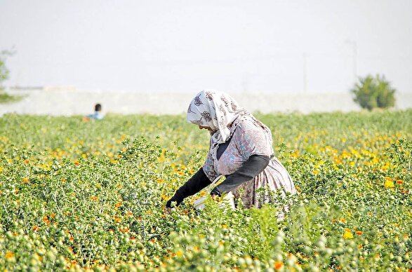سطح زیر کشت گیاهان دارویی خراسان رضوی بیش از ۲۸ هزار هکتار است 