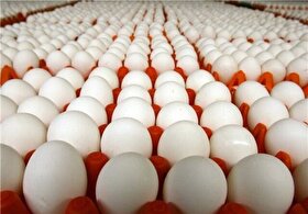 کاهش ۵۰ درصدی قیمت تخم مرغ | قیمت مصوب هفته آینده اعلام می‌شود (۷ اردیبهشت ۱۴۰۴)