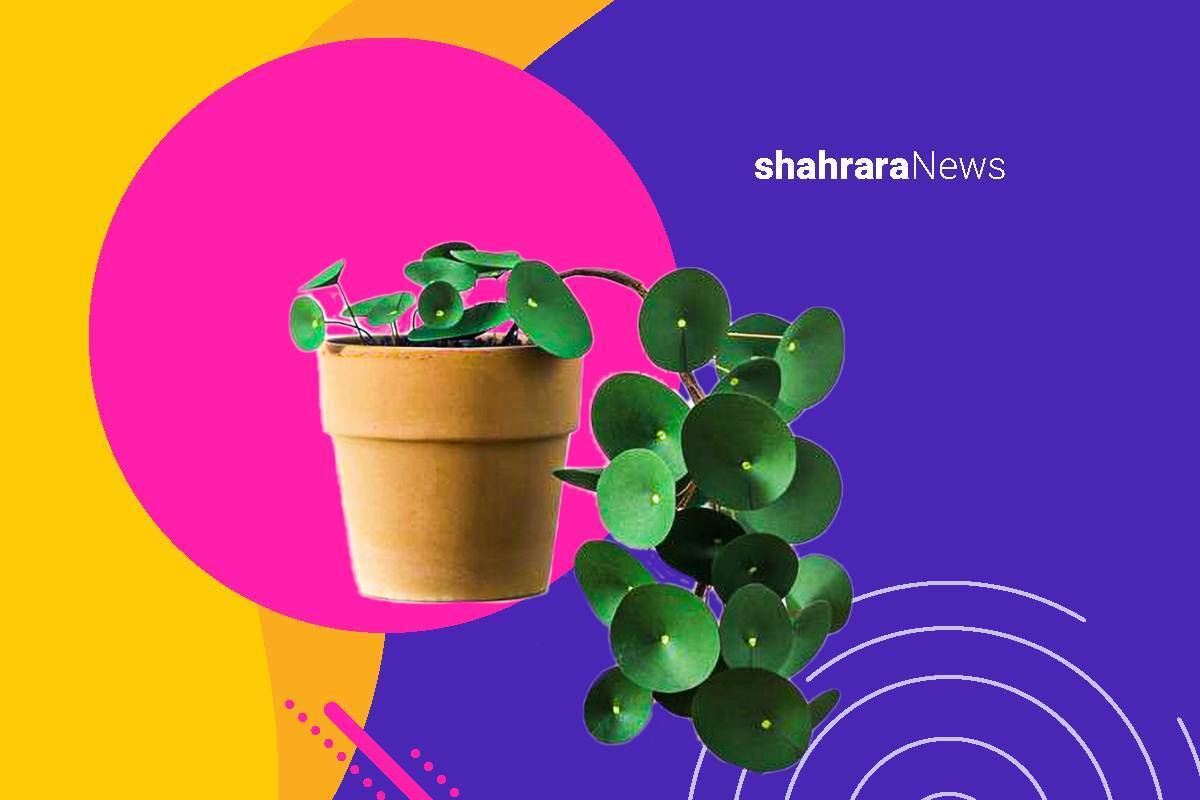 آموزش کاردستی | گلدان زیبای سبز
