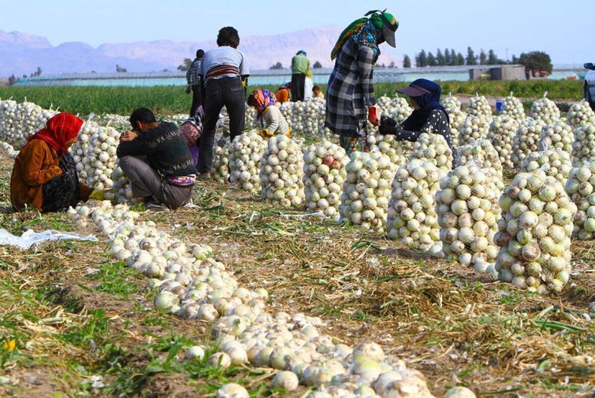 آغاز خرید تضمینی پیاز از کشاورزان