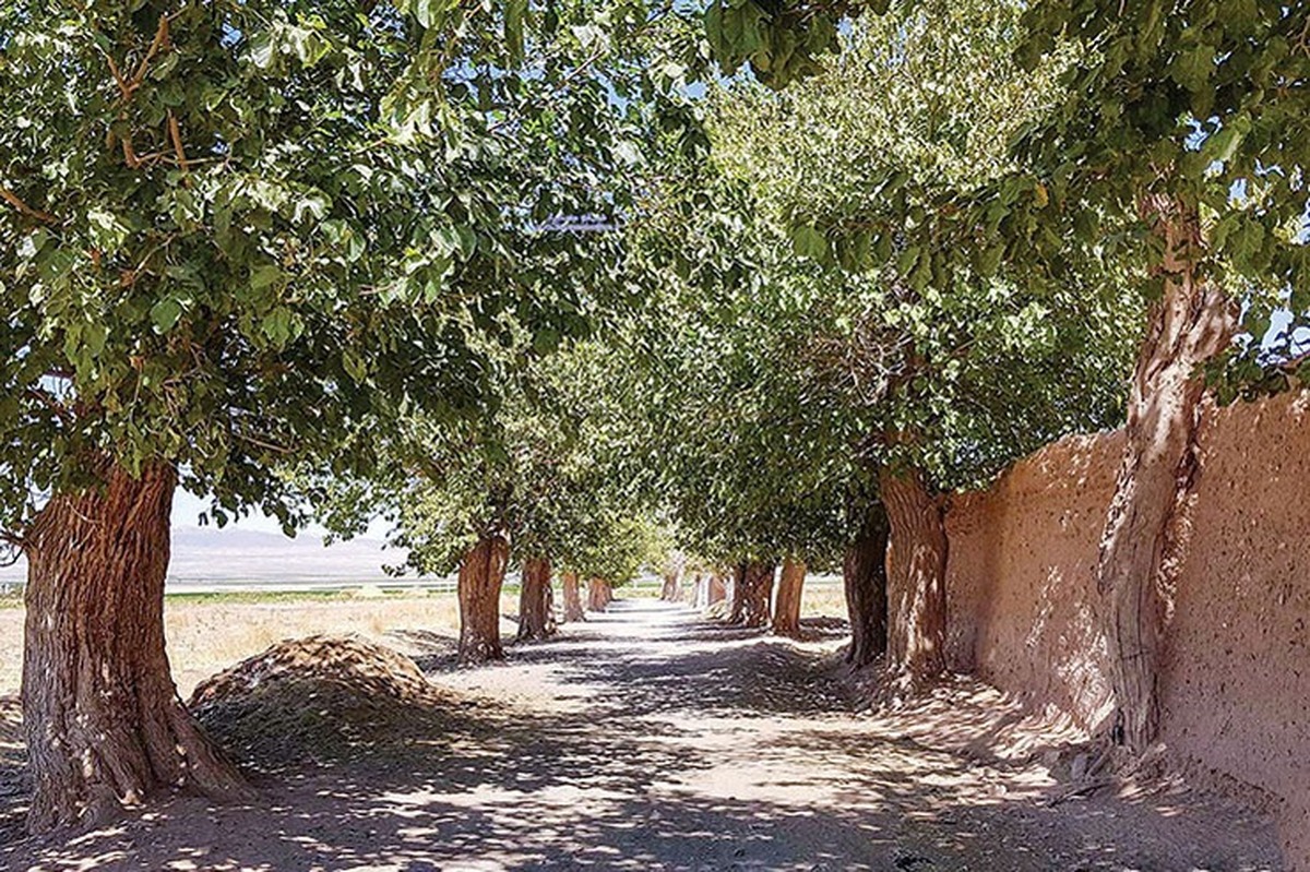 میزان انتشار دی اکسید کربن از طریق درختان در چه شرایطی تغییر می‌کند؟