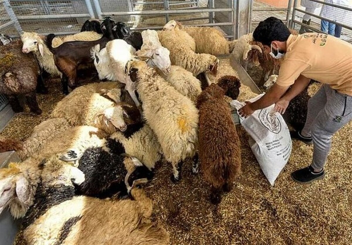 قیمت دام در عربستان سعودی پیش از عید قربان چقدر است؟ (۱۰ خرداد ۱۴۰۴)