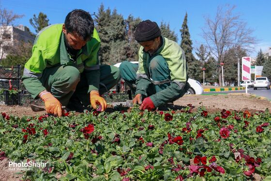 رنگ بهار در خیابان‌های شهر