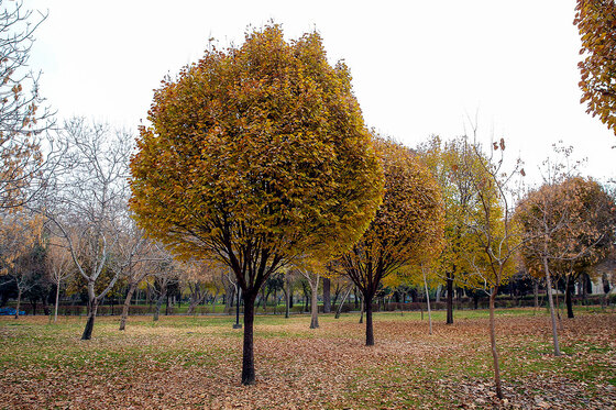 طبیعت پاییزی بوستان های مشهد