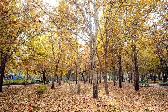 طبیعت پاییزی بوستان های مشهد