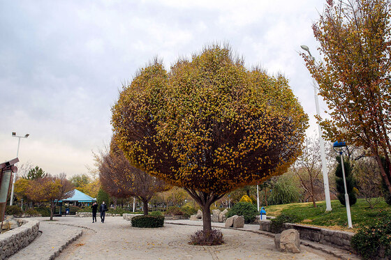 طبیعت پاییزی بوستان های مشهد