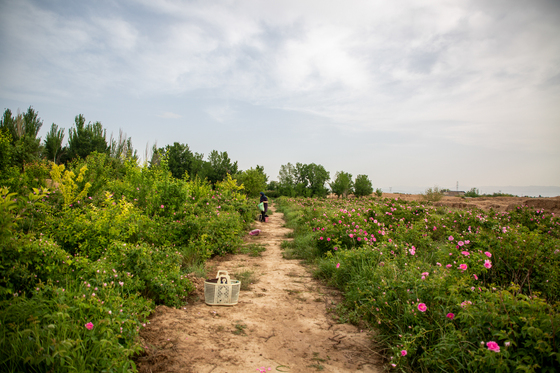 برداشت گل محمدی در روستای فرخد