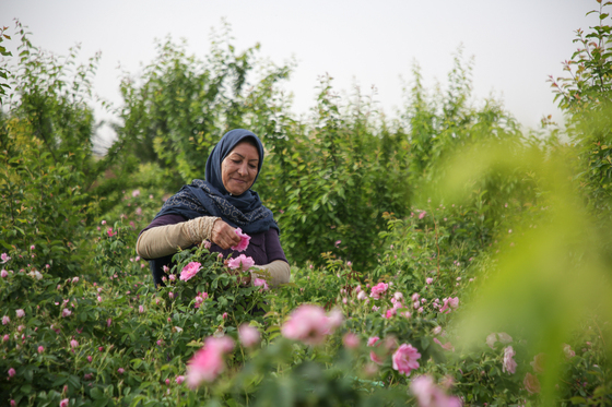 برداشت گل محمدی در روستای فرخد