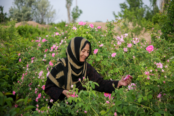 برداشت گل محمدی در روستای فرخد