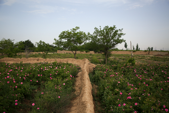 برداشت گل محمدی در روستای فرخد