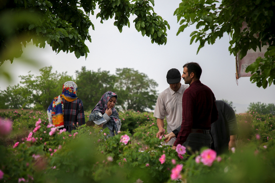 برداشت گل محمدی در روستای فرخد